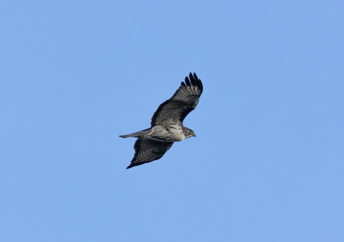 Rufous-tailed Hawk - ML635994830