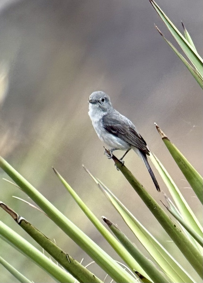 Gray Vireo - ML635994836