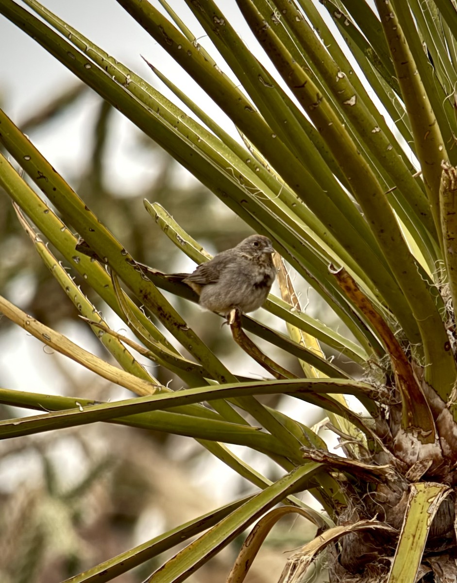 Canyon Towhee - ML635994859
