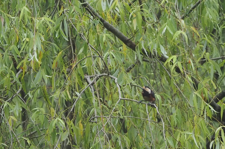 Varied Tit - ML635994902