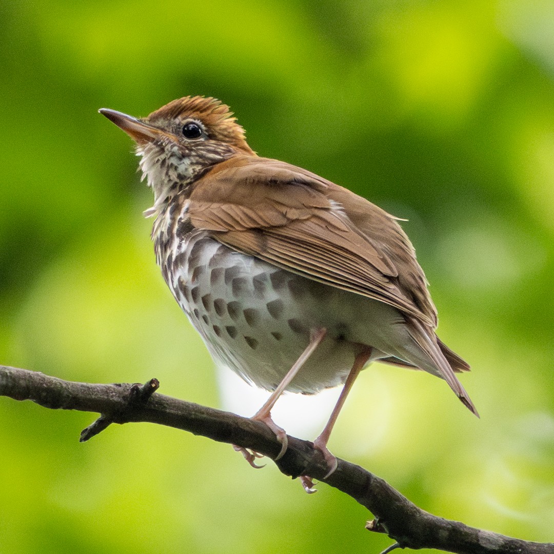 Wood Thrush - ML635994915