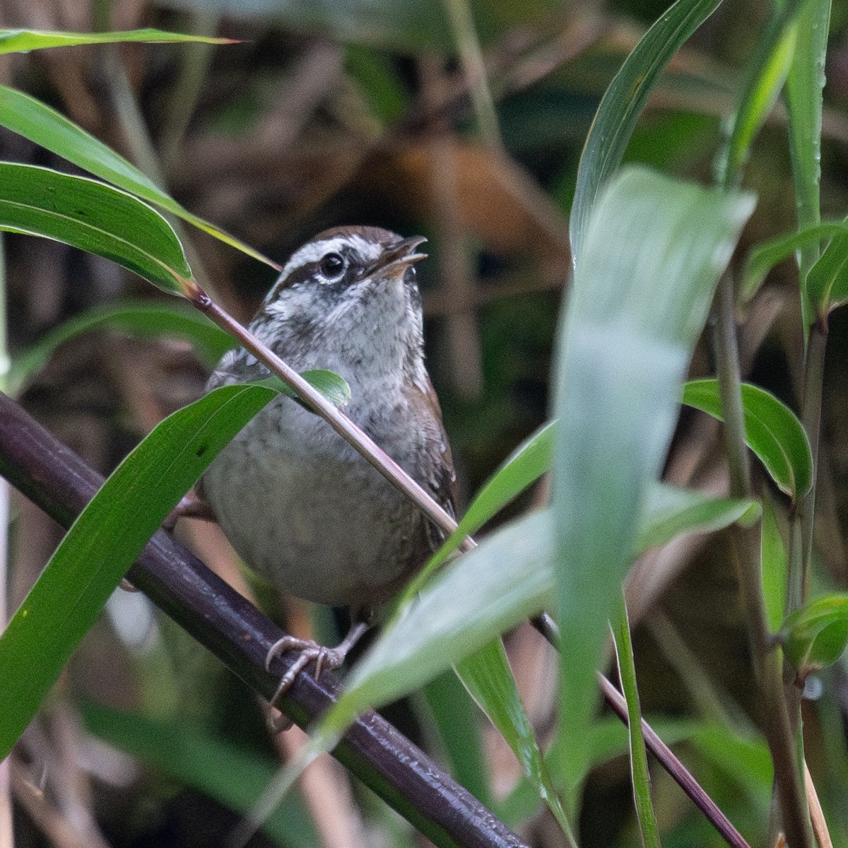 Timberline Wren - ML635994953