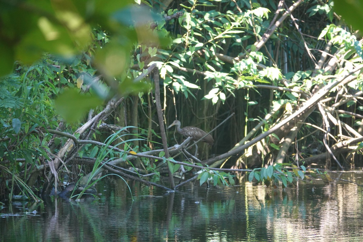 Limpkin - ML635995300