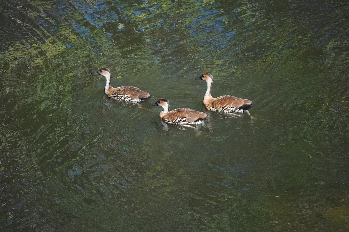 West Indian Whistling-Duck - ML635995321