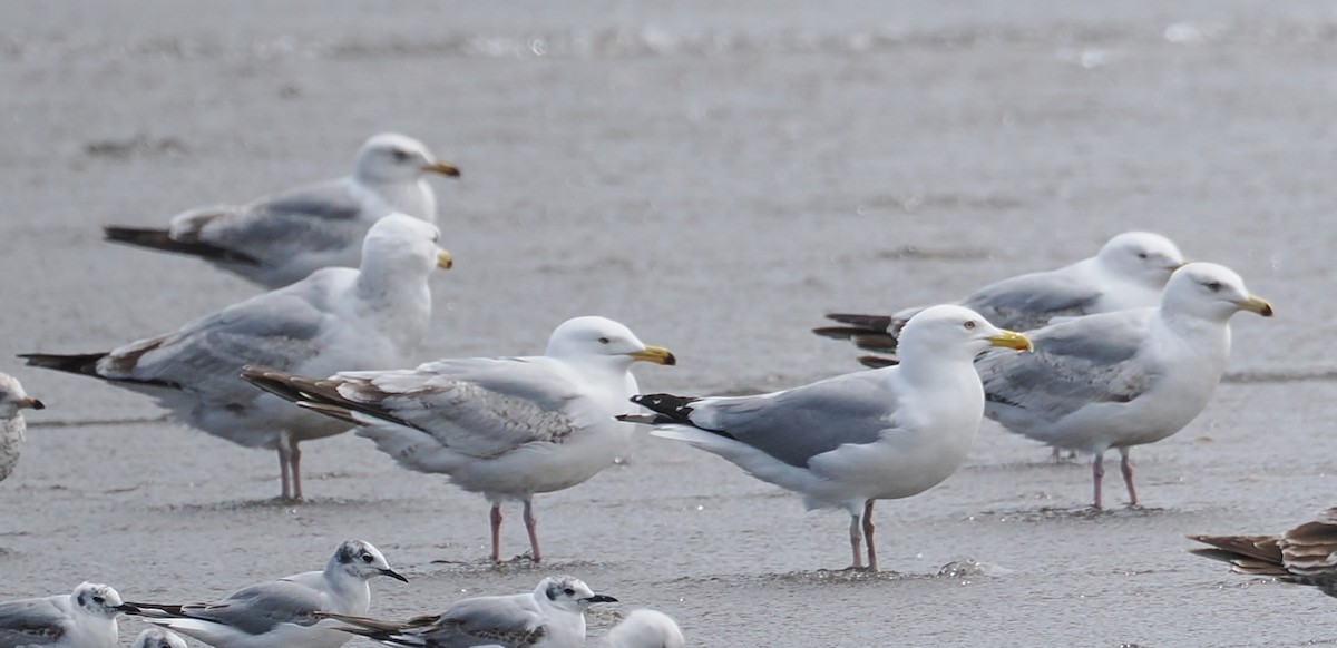 American Herring Gull - ML635995357