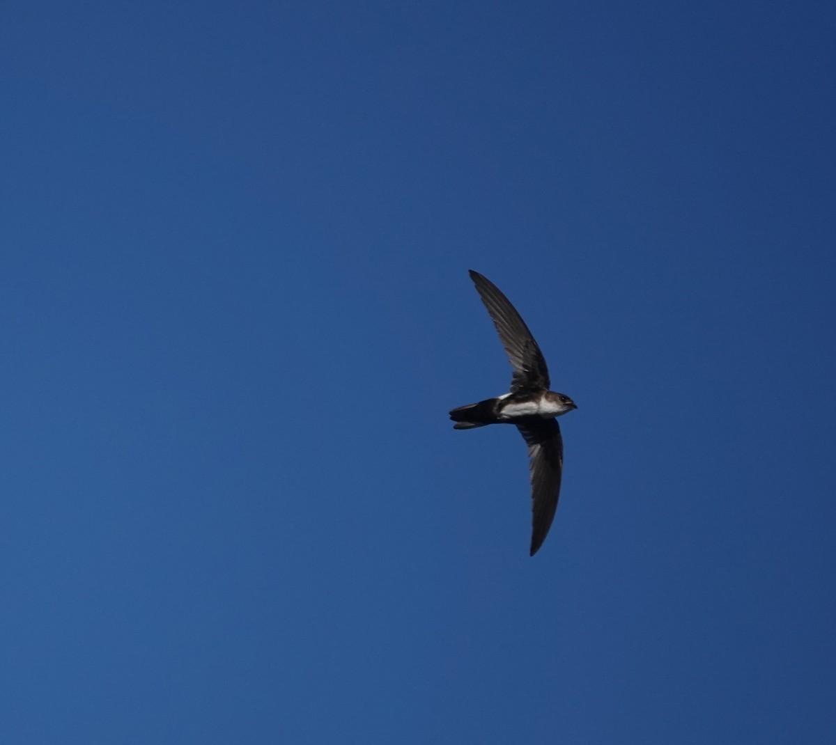 Antillean Palm Swift - ML635995380
