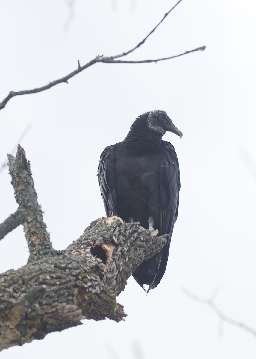 Black Vulture - ML635995410
