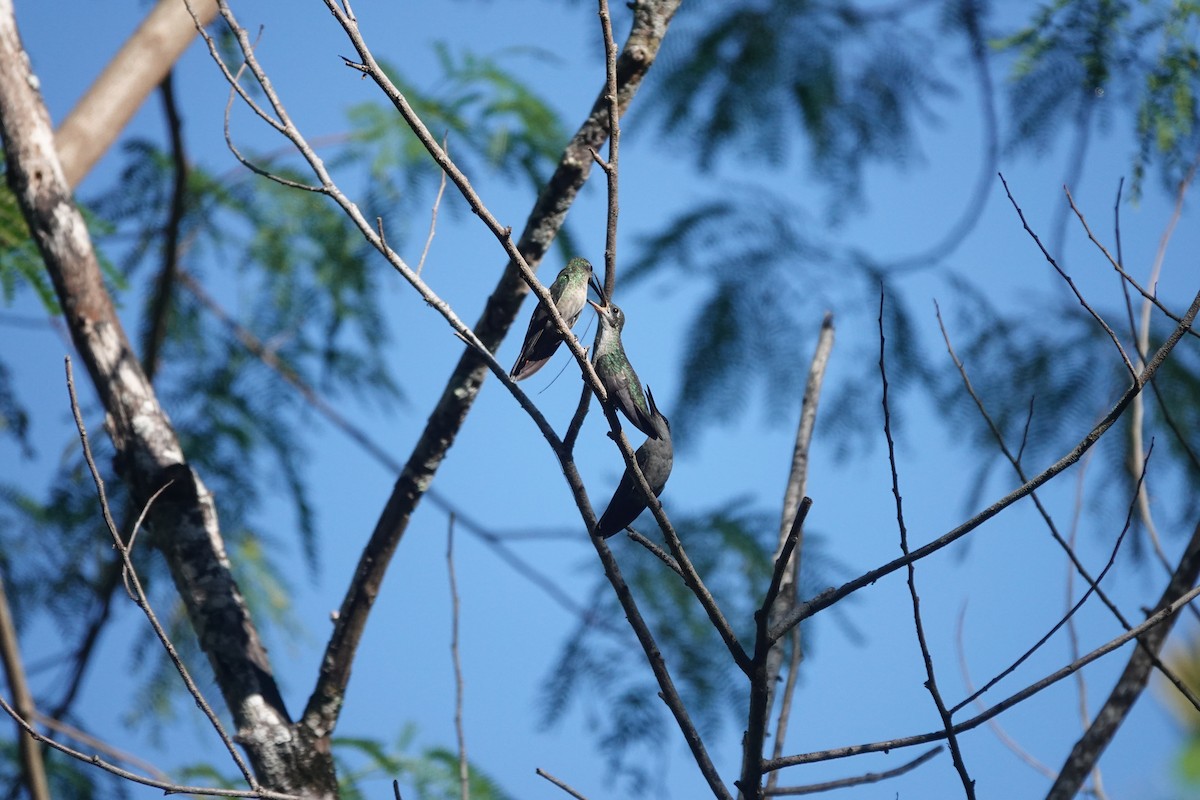 Hispaniolan Mango - ML635995431