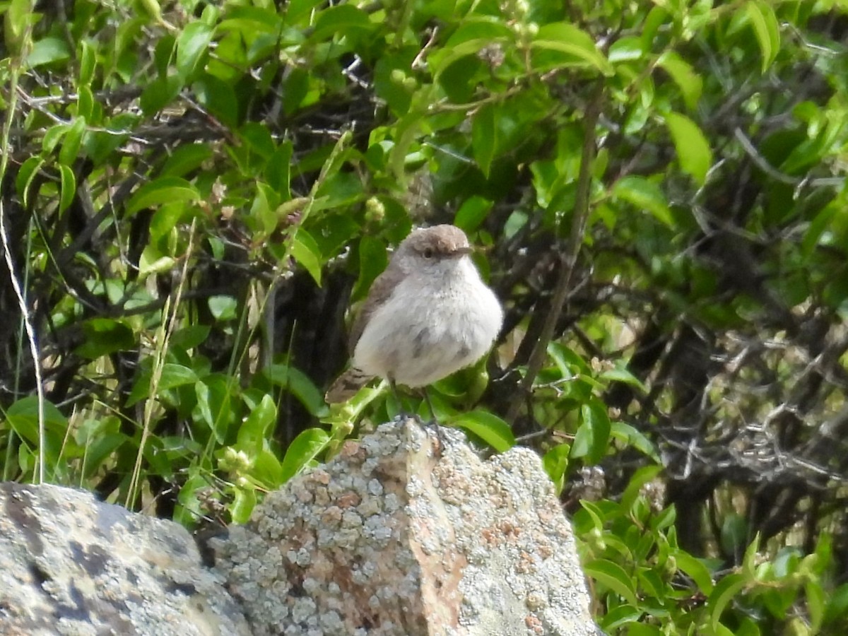 Rock Wren - ML635995456