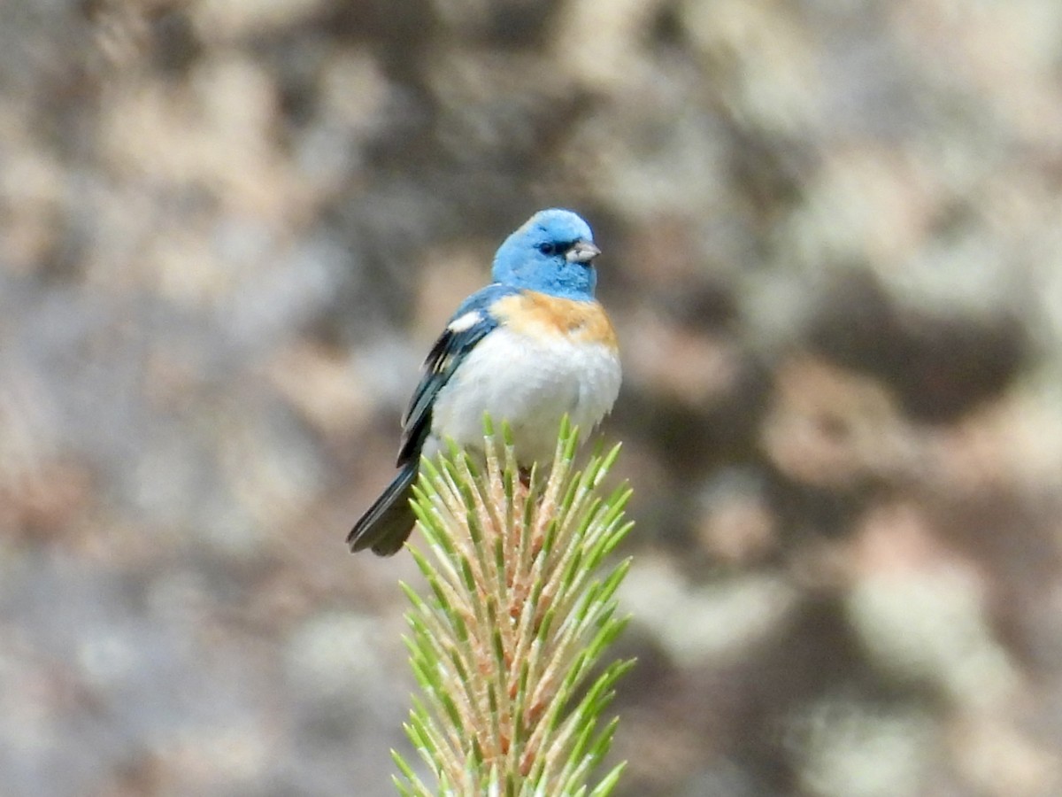Lazuli Bunting - ML635995488