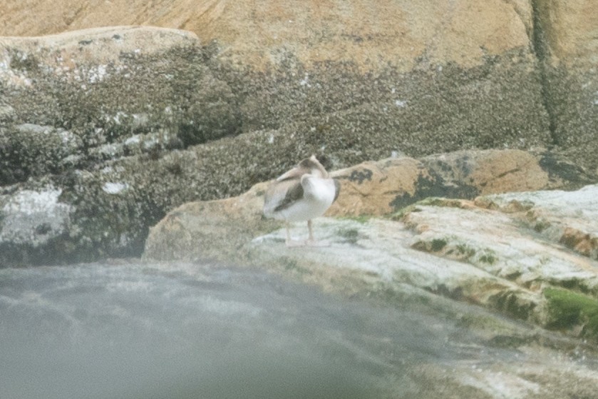 pelikán hnědý - ML635995555