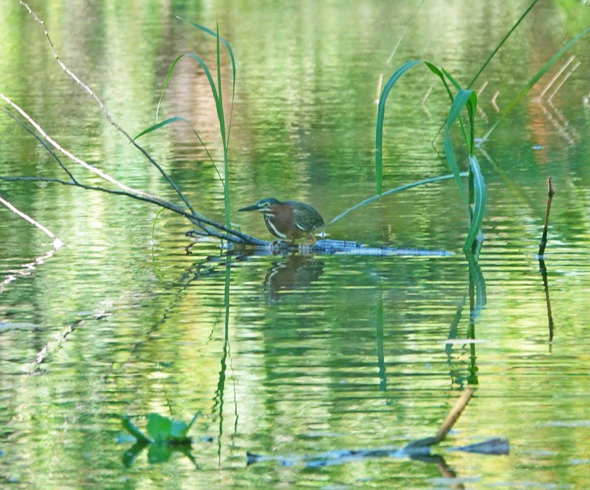 Green Heron - ML635995685