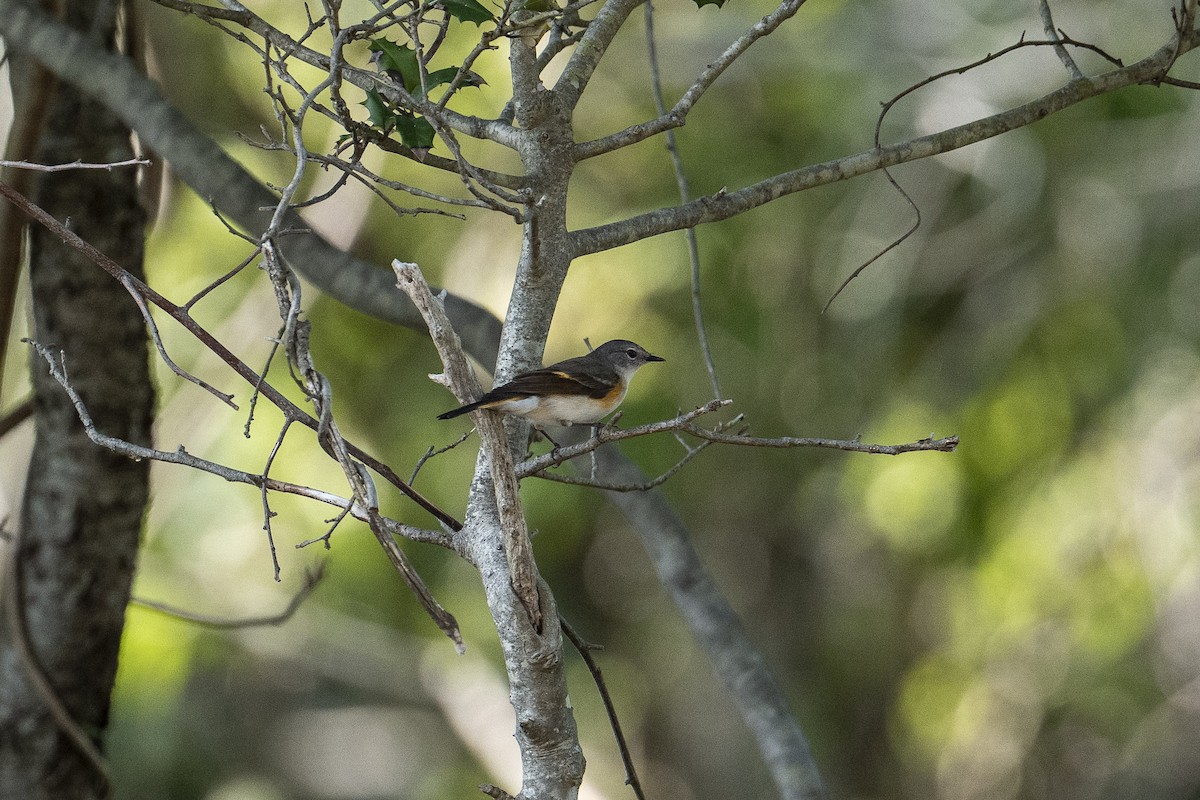 American Redstart - ML635995970