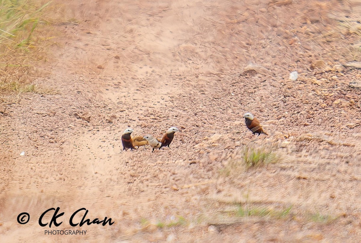 White-capped Munia - ML635996053