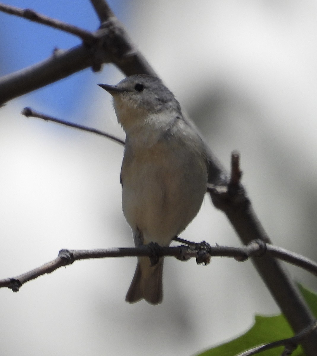 Lucy's Warbler - ML635996222