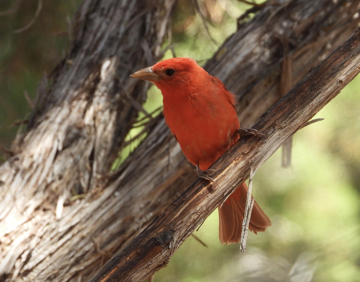 Summer Tanager - ML635996237