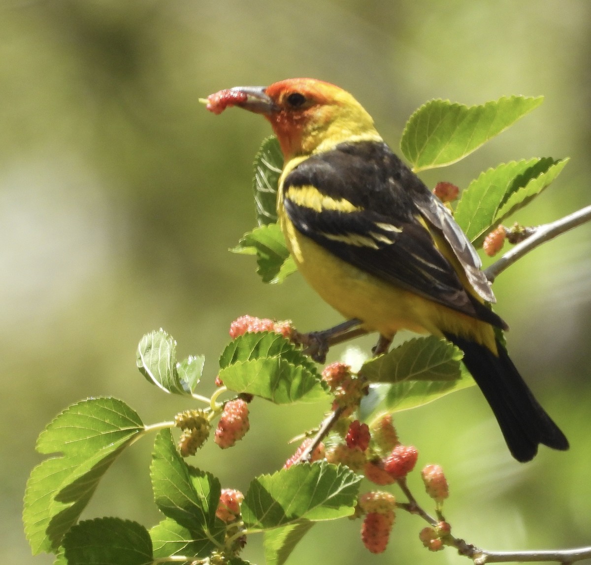 Western Tanager - ML635996247