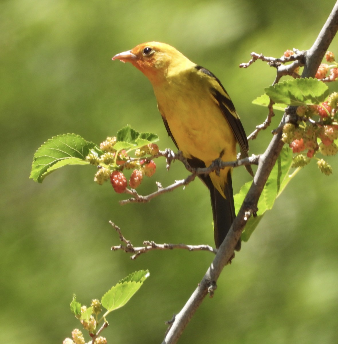 Western Tanager - ML635996248