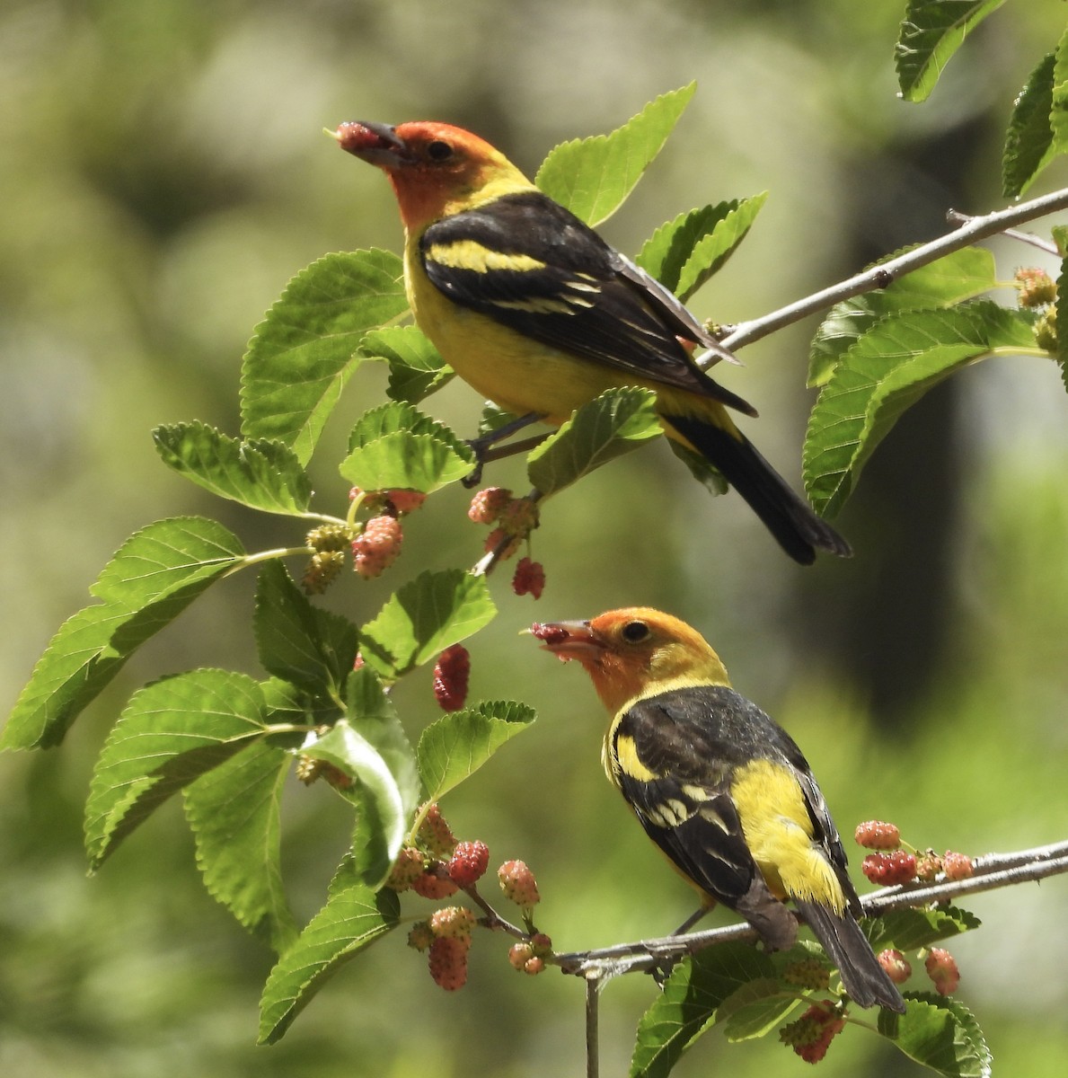 Western Tanager - ML635996249