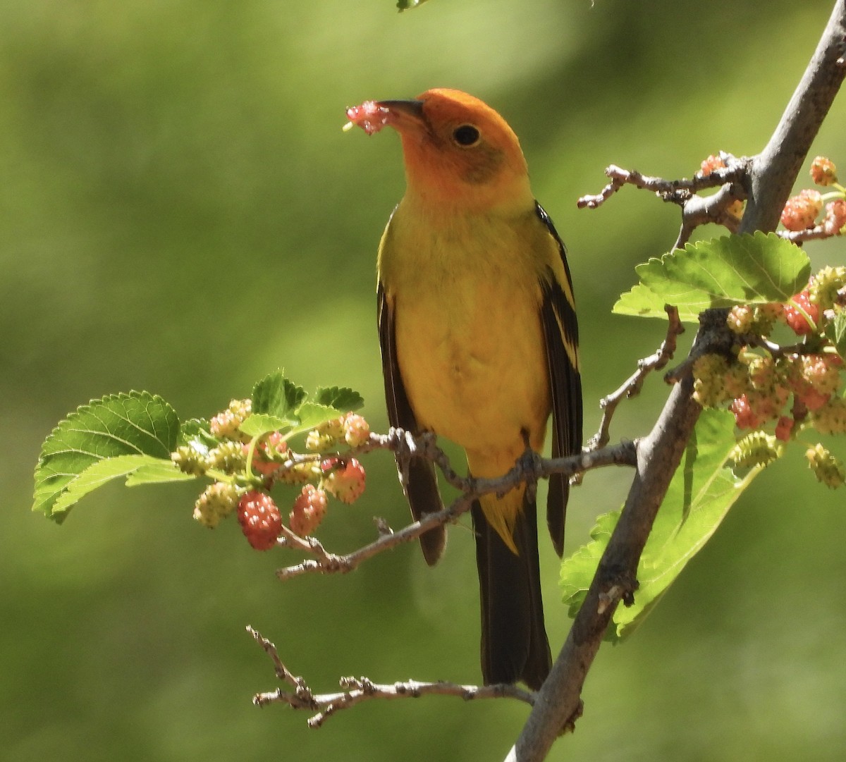 Western Tanager - ML635996250