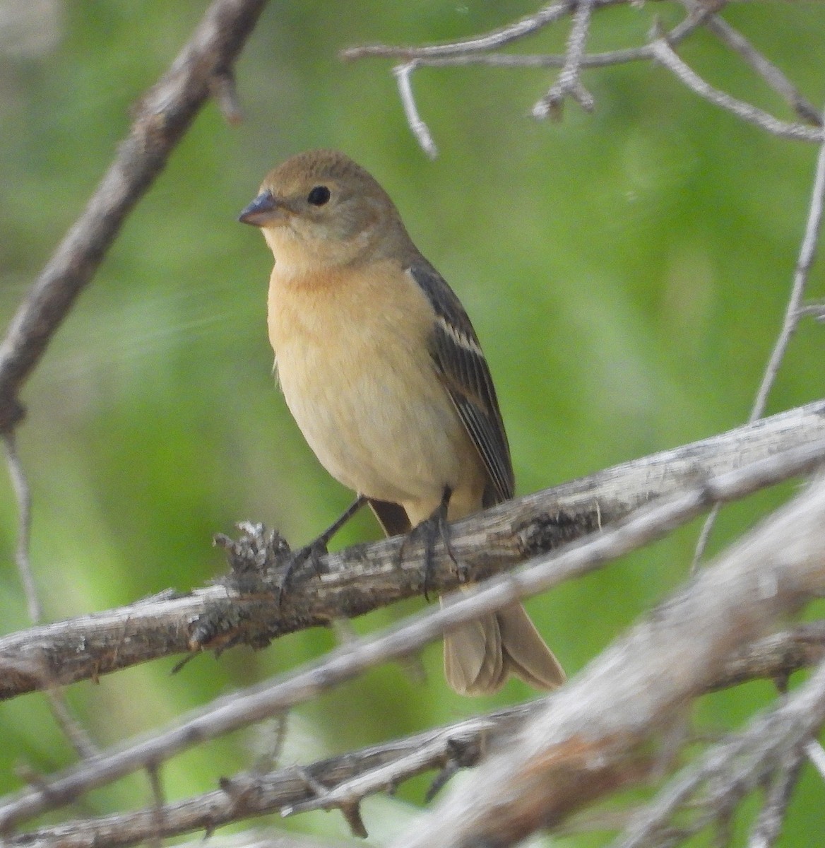 Lazuli Bunting - ML635996269