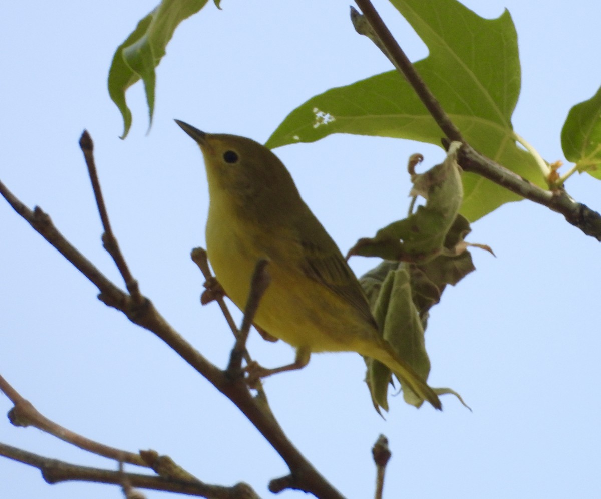 Yellow Warbler - ML635996300