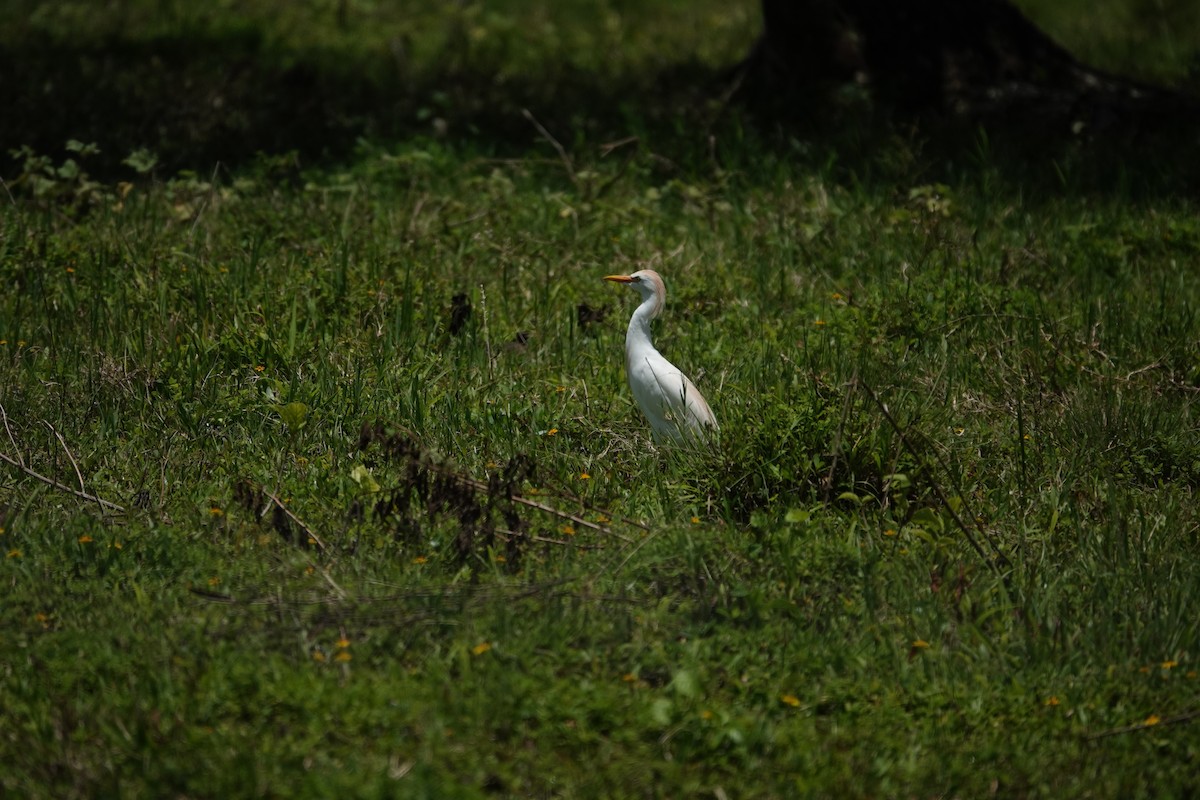 Western Cattle-Egret - ML635996307
