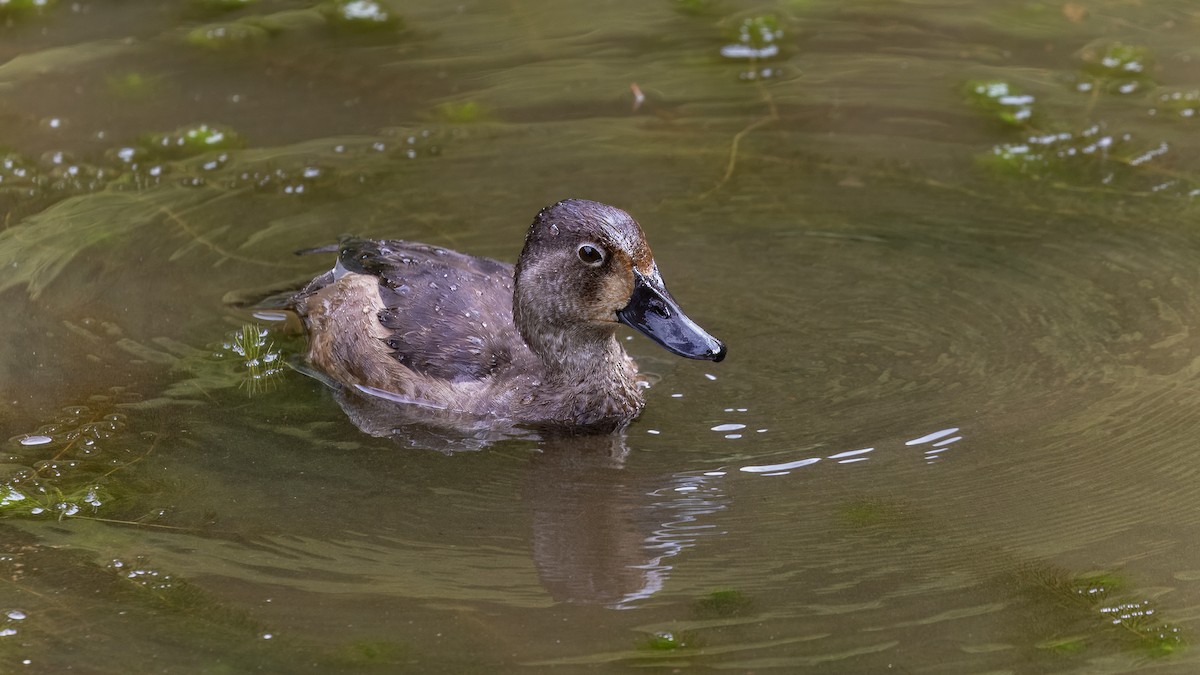 Ring-necked Duck - ML635996346