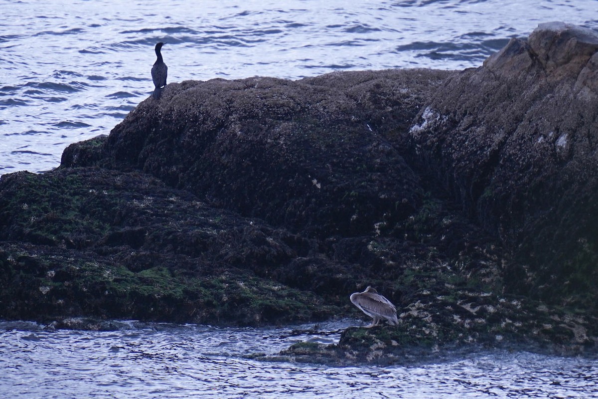 pelikán hnědý - ML635996382