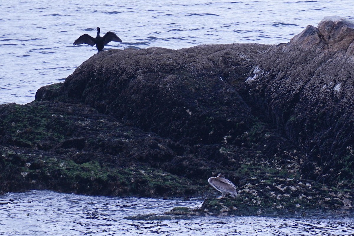 pelikán hnědý - ML635996386