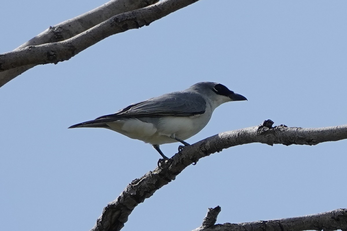 White-bellied Cuckooshrike - ML635996396