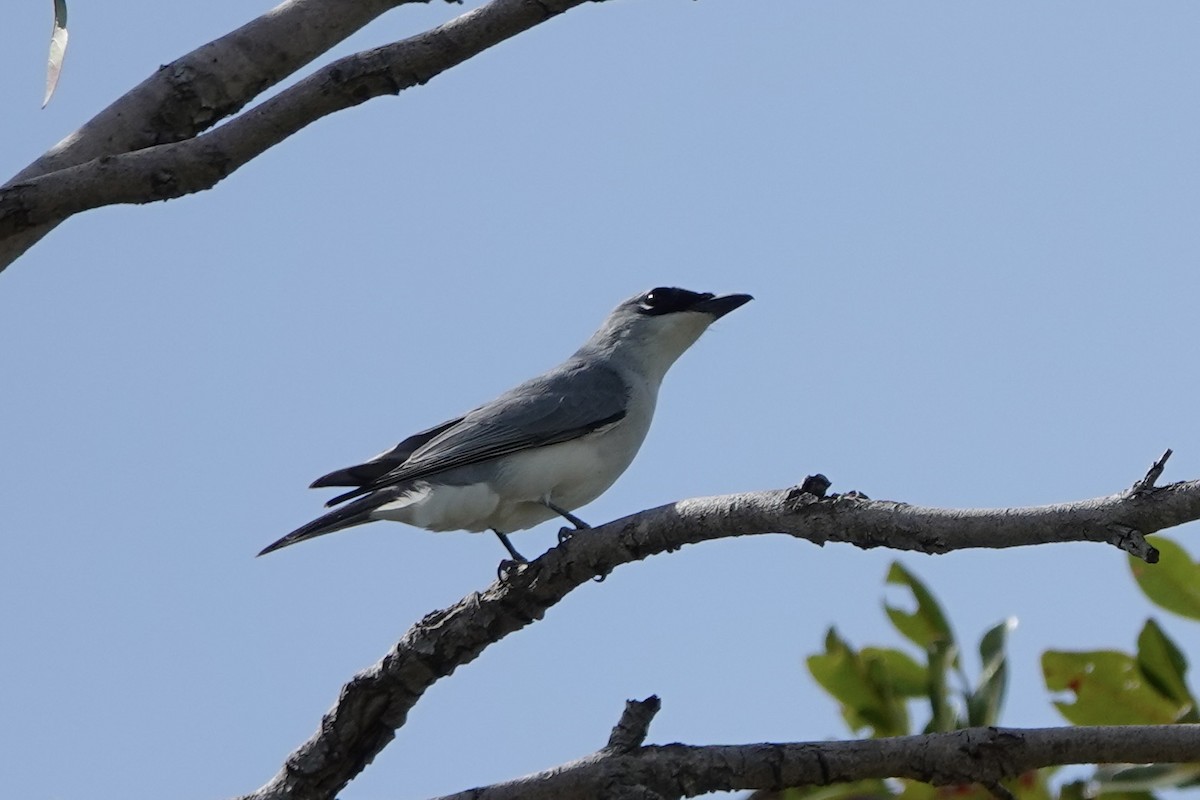 White-bellied Cuckooshrike - ML635996397