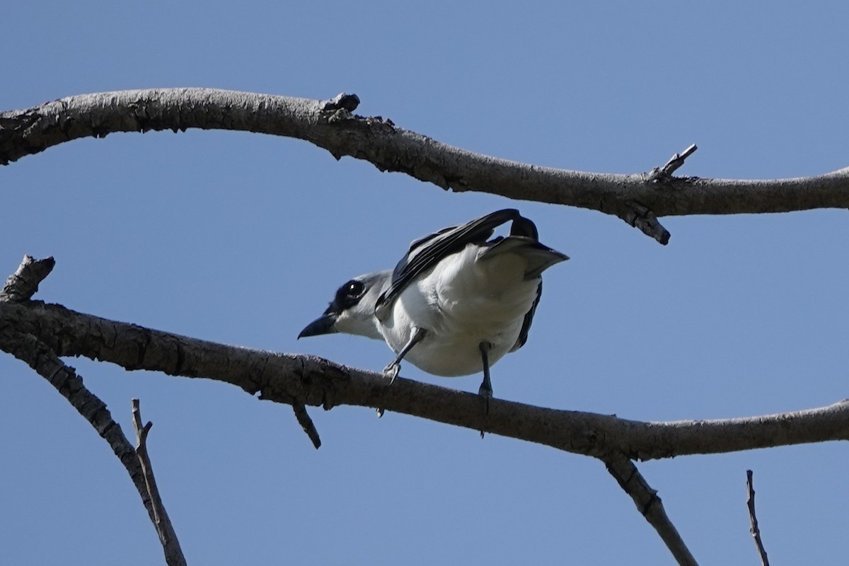 White-bellied Cuckooshrike - ML635996398