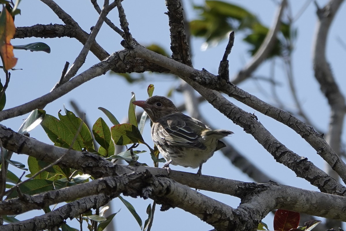 Australasian Figbird - ML635996402