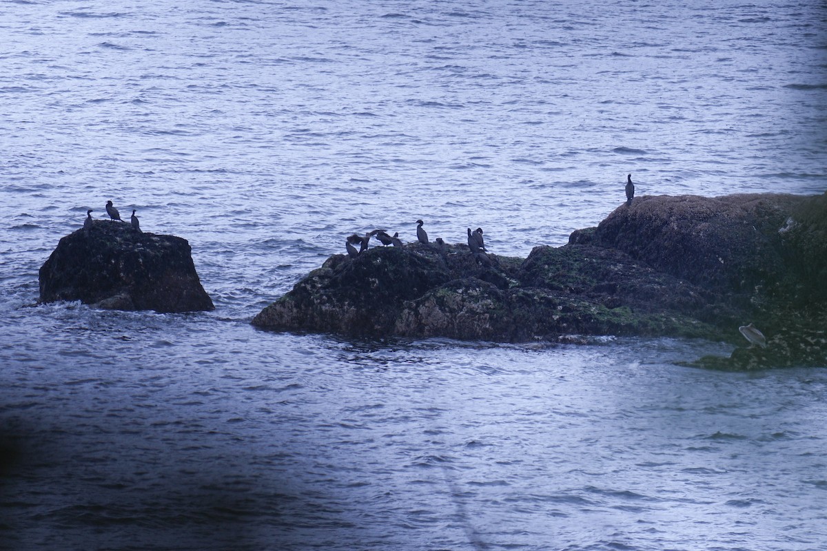 kormorán ušatý - ML635996417