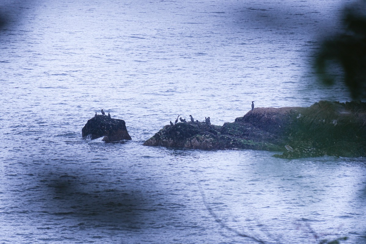 kormorán tichomořský - ML635996418