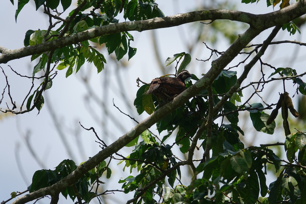 Northern Bobwhite - ML635996436