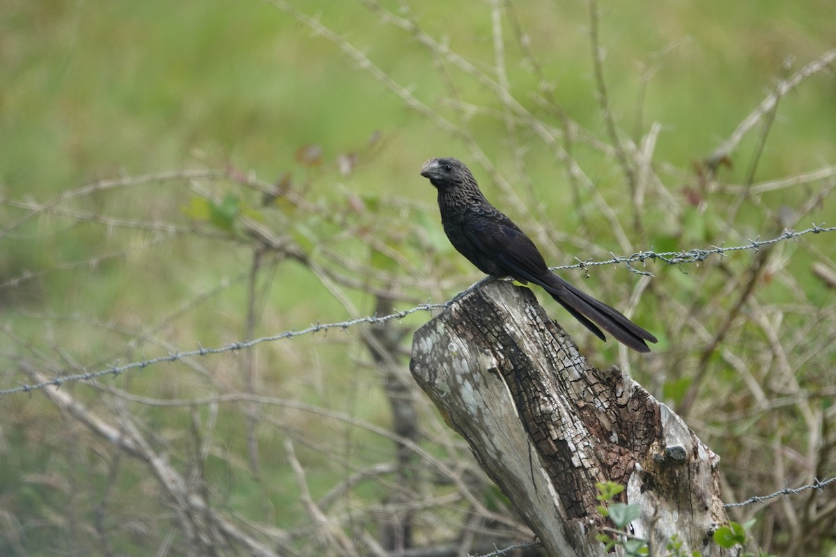 Smooth-billed Ani - ML635996468