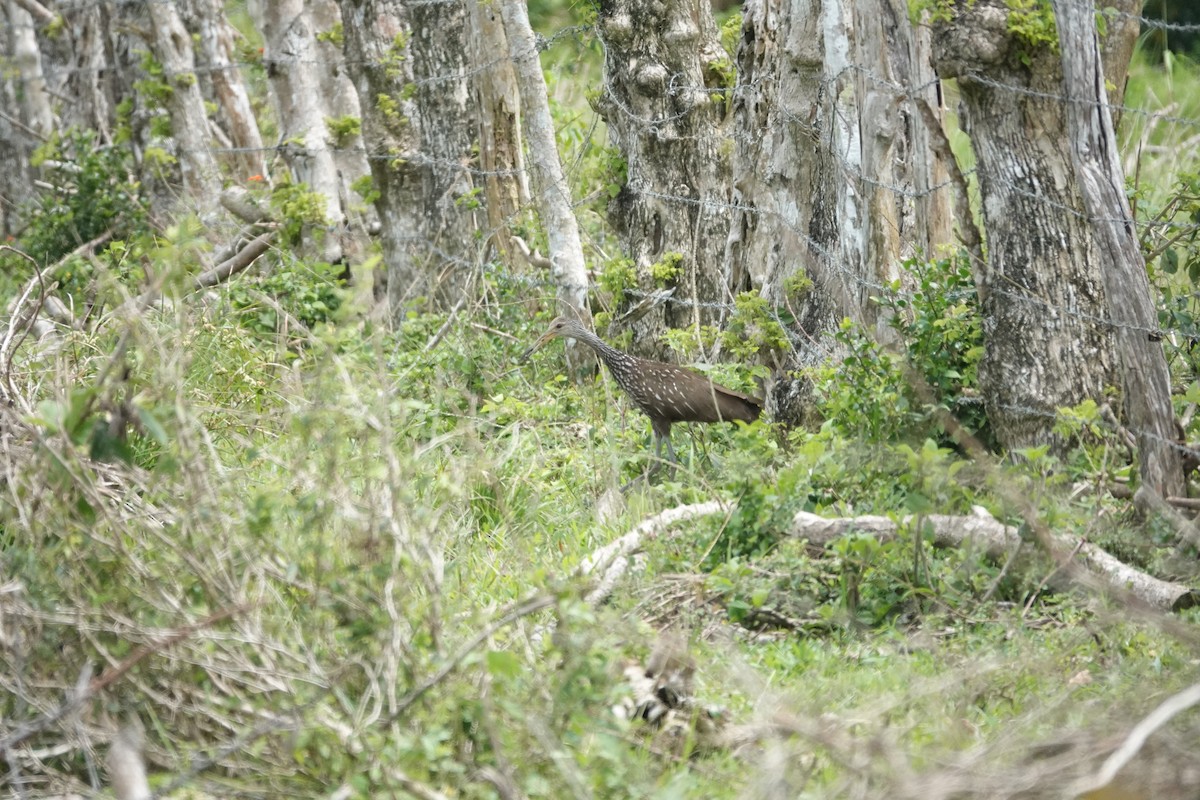 Limpkin - ML635996510