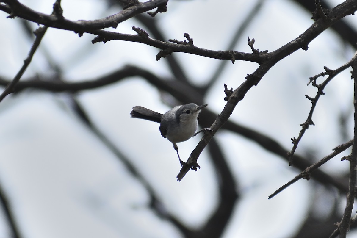White-browed Gnatcatcher - ML635996607