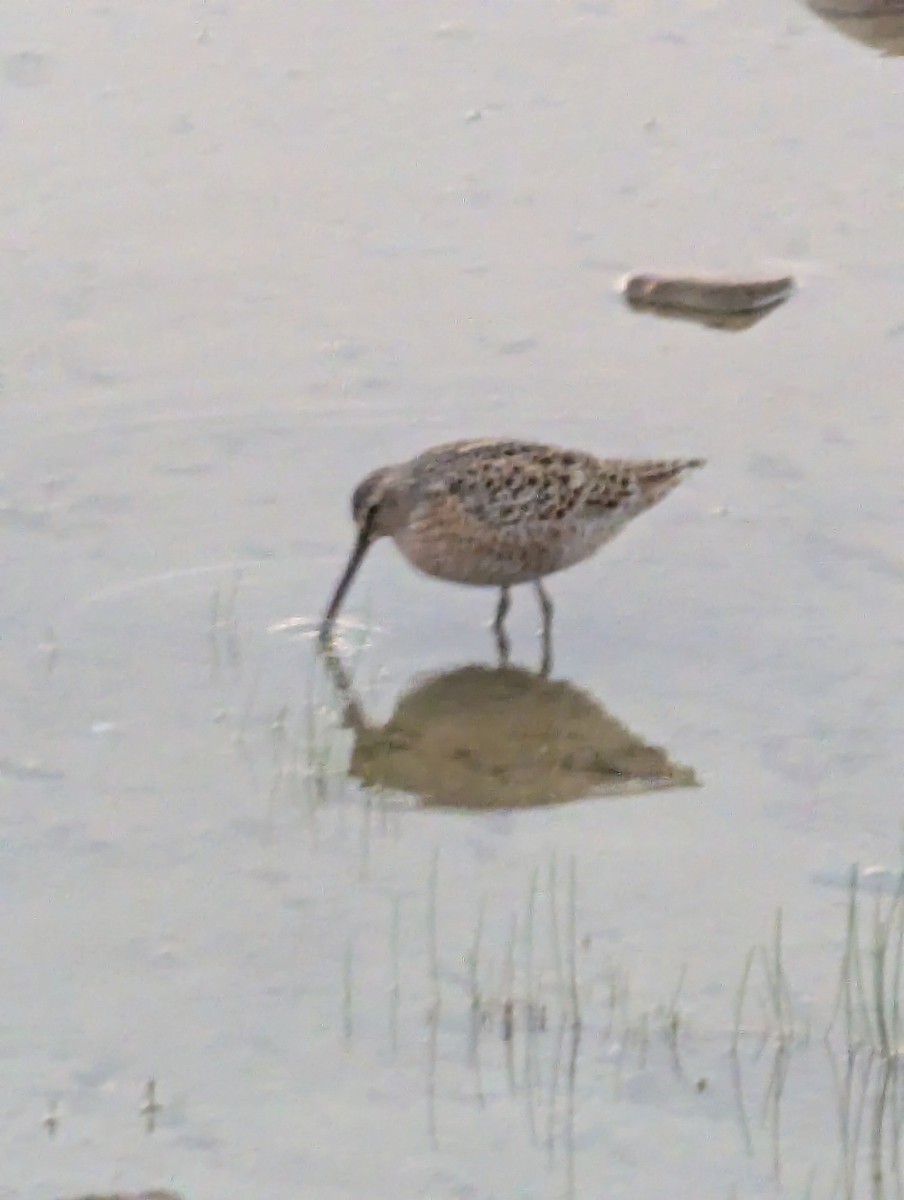 kortnebbekkasinsnipe - ML635996616