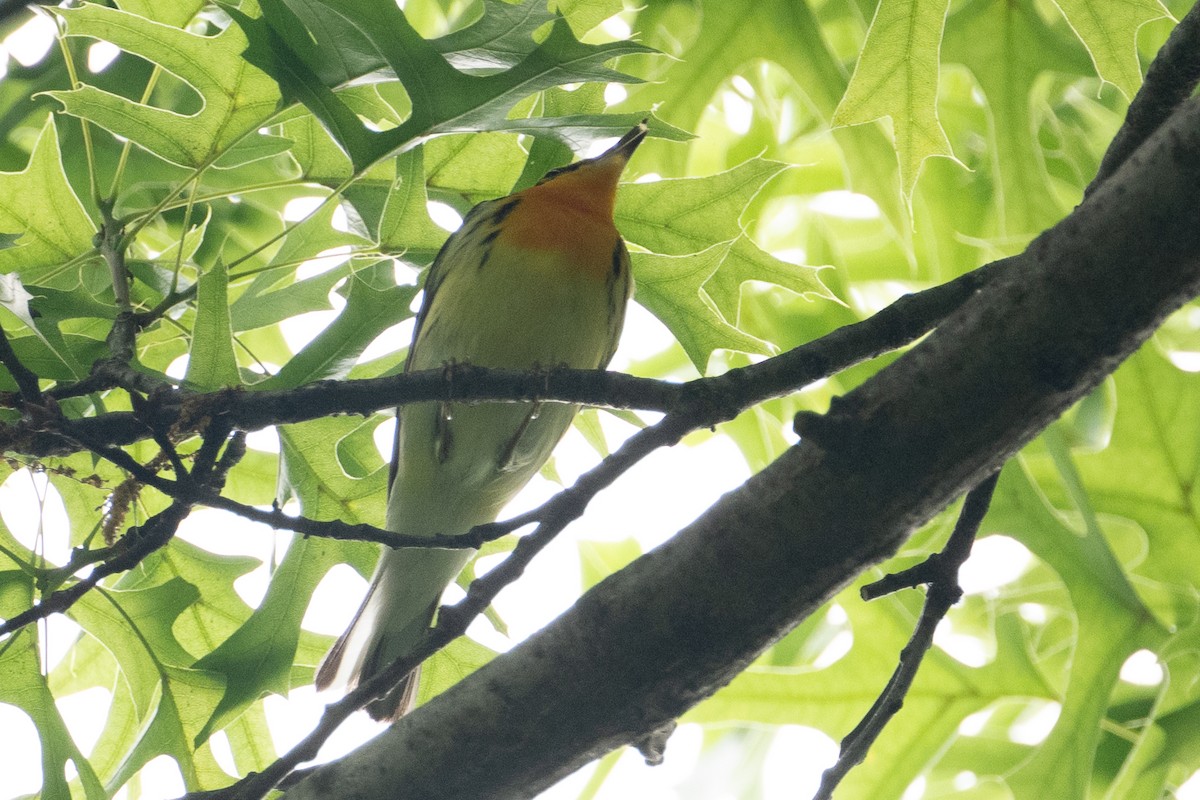 Blackburnian Warbler - ML635996899