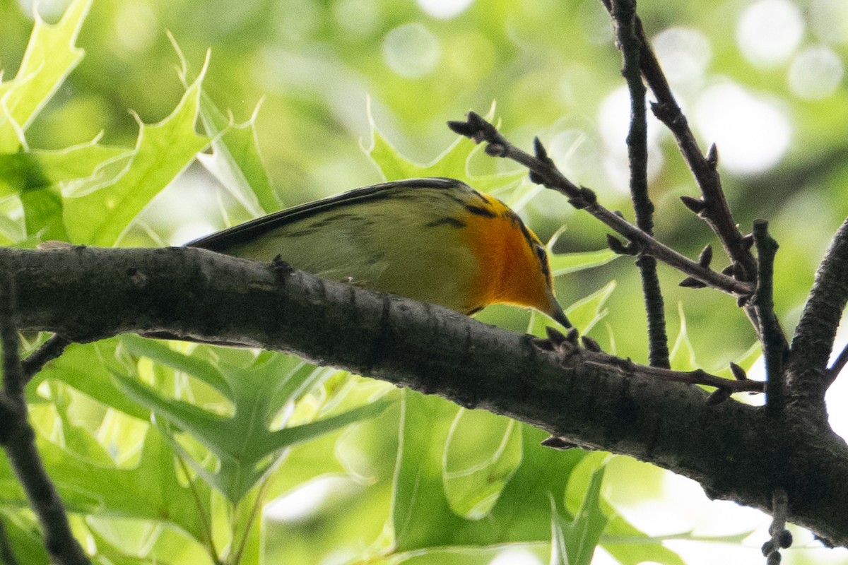 Blackburnian Warbler - ML635996901