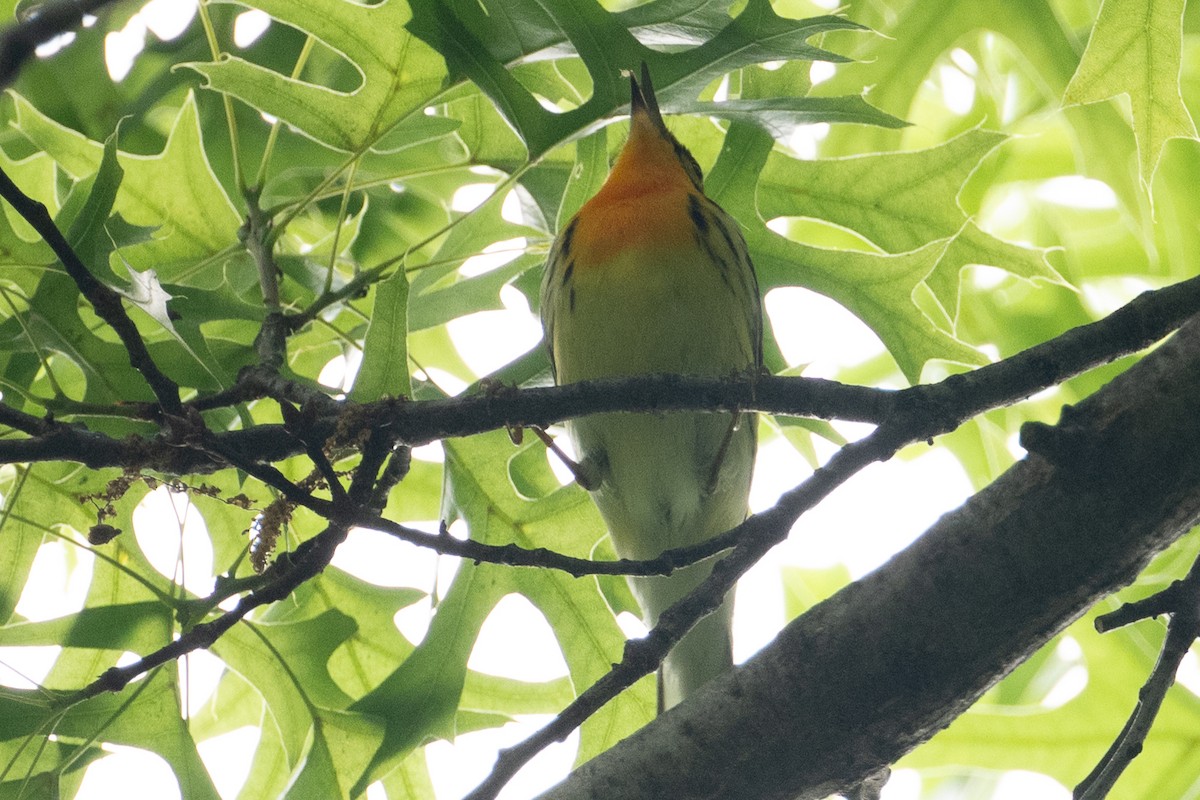 Blackburnian Warbler - ML635996904