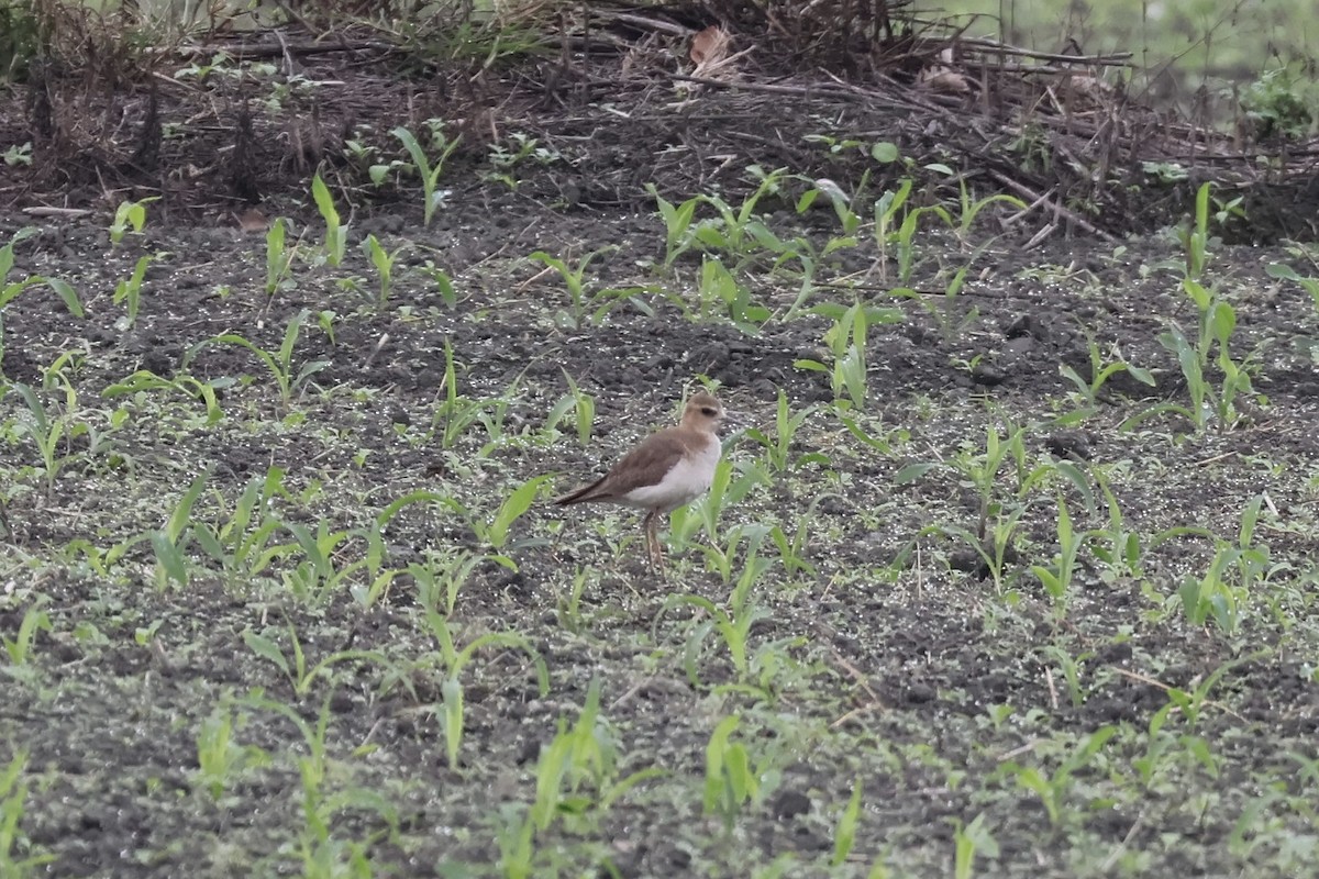 Oriental Plover - ML635996983
