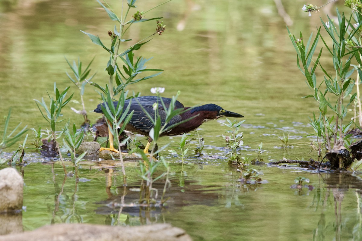 Зеленоспинная цапля - ML635997006