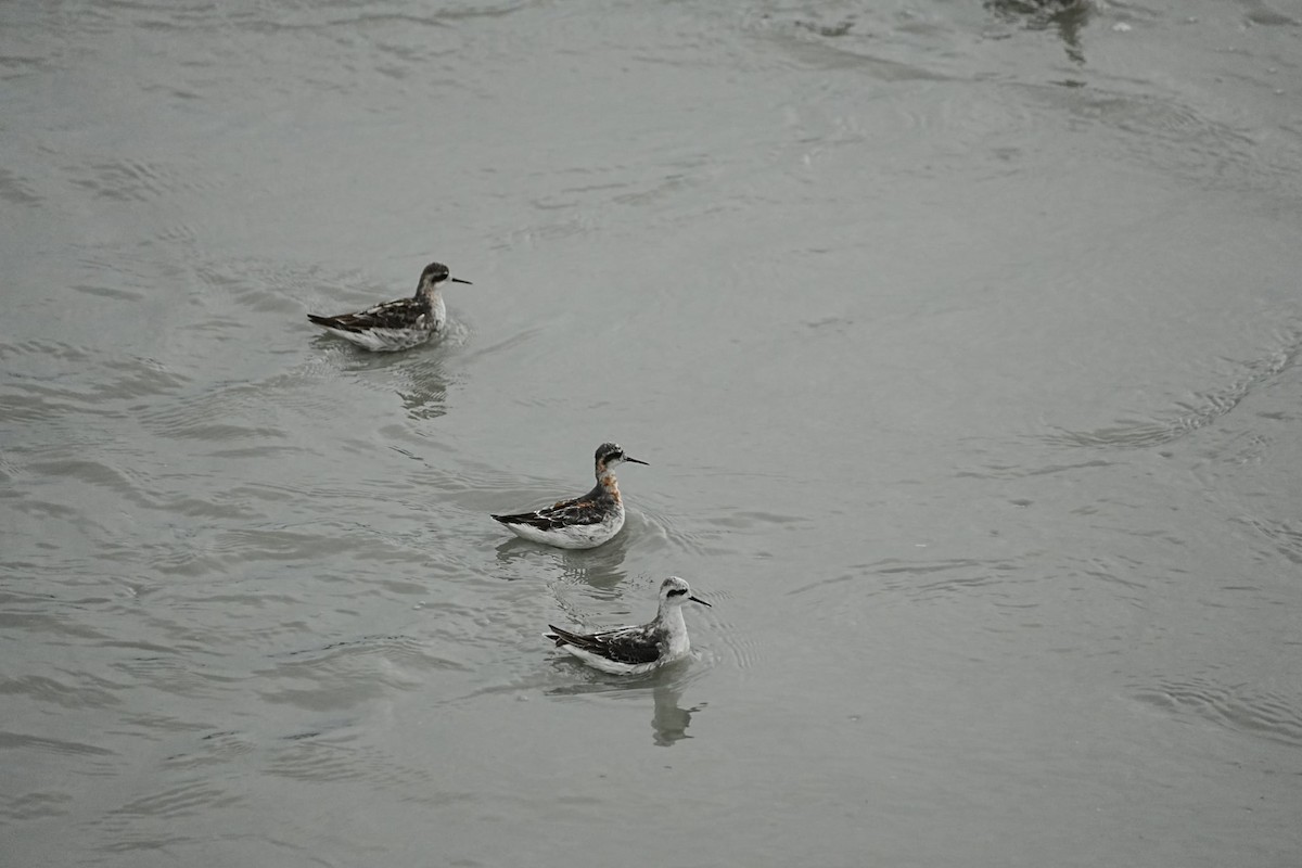 Red-necked Phalarope - ML635997007