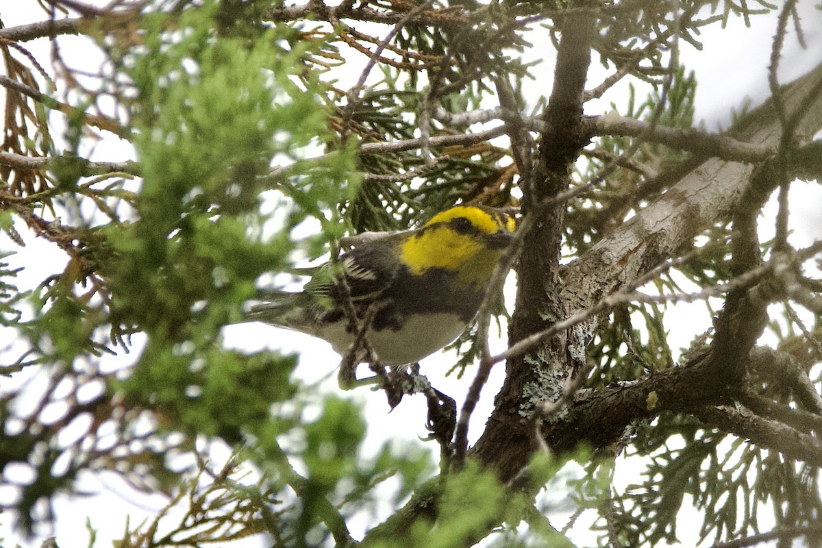 Золотощёкая древесница - ML635997016