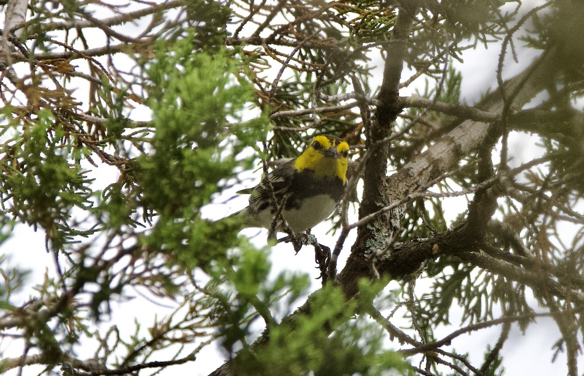 Золотощёкая древесница - ML635997017