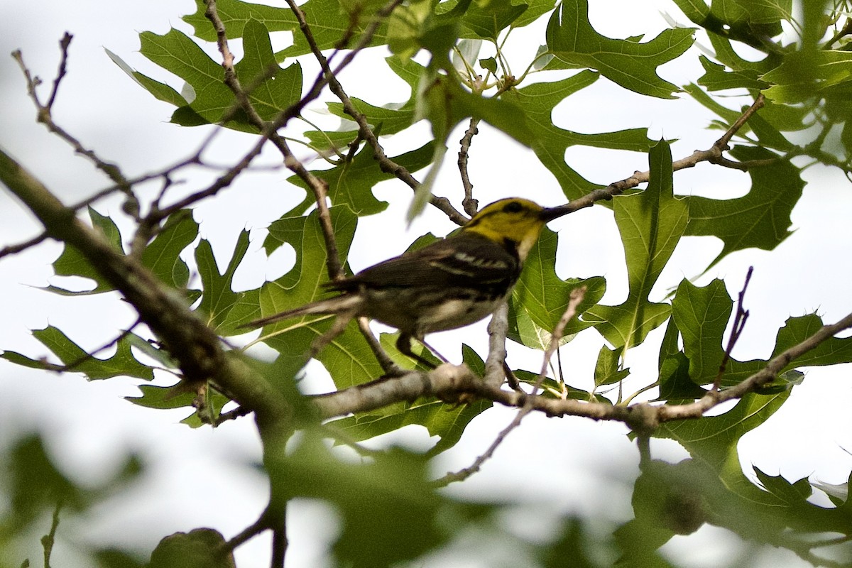 Золотощёкая древесница - ML635997018